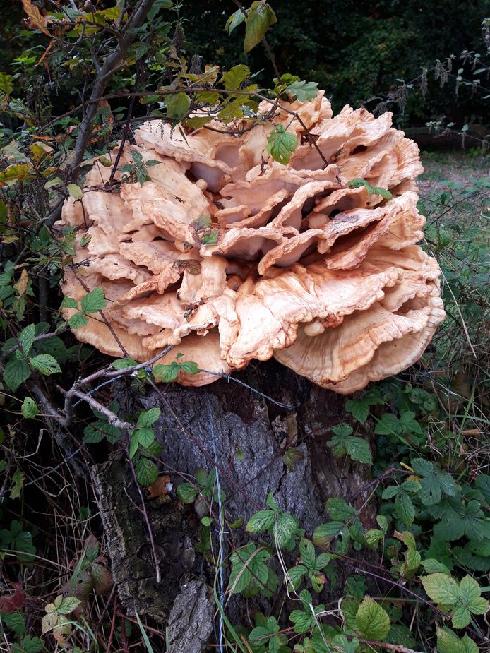 ‘Tijdens een wandeling door het Nijreesbos bij De Doorbraak bij Almelo kwam ik bijgaande reuzenzwam tegen. Nog nooit zoiets gezien.’