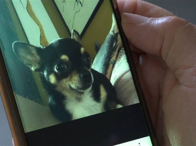 Chihuahua meegenomen en gedood door roofvogel: ‘Mijn hondje schreeuwde en gilde’