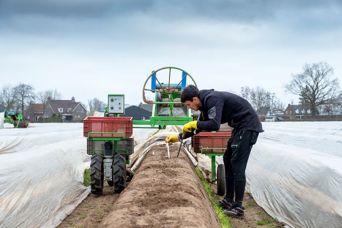 Seizoensarbeiders bezig met het steken van asperges.