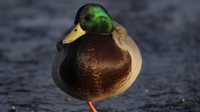 Dikke Poepende Eend Utrechts Park Op Dieet Nieuws Ad Nl