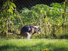 Het gevaar van geveltuinen: katten en honden die hun behoefte erin doen