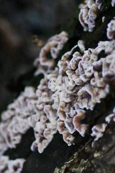 Un champignon “végétal” infecte un être humain pour la première fois: “Une évolution alarmante”
