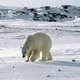 Rusland wil Noordpool ontginnen