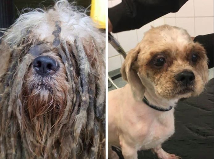 De metamorfose van hondje Bob