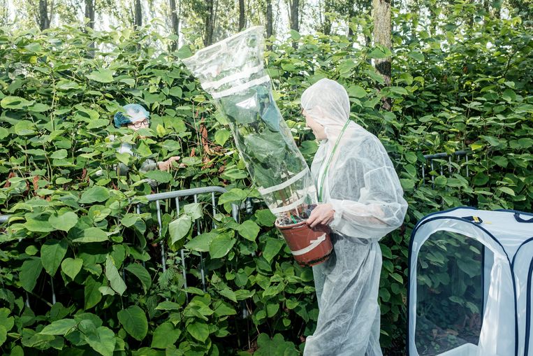 Eindelijk kan de Japanse bladvlo aan de slag: zijn oude vijand de Japanse duizendknoop bestrijden