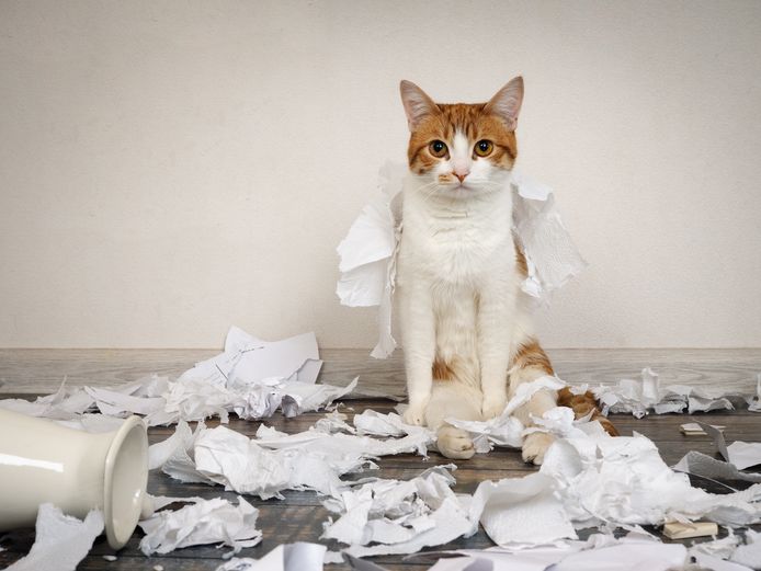 Katten wiens ritme verandert, kunnen dit uiten door destructief gedrag te vertonen.