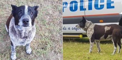 Dove en deels blinde hond ontfermt zich over verdwaald meisje (3)