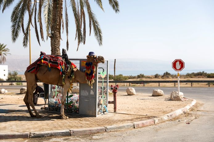 Een kameel met een hoedje op aan een van Israëls grootste trekpleisters: de stranden aan de Dode Zee.
