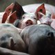 ‘Supervarken’ heft vleesallergie op en lijkt ook geschikt voor transplantatie