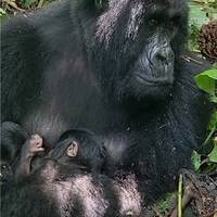 Een IQ-rel, zwarte regen in Iran en een gorillawonder