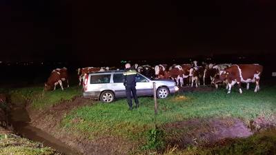 Automobilist mist bocht en rijdt door sloot weiland in