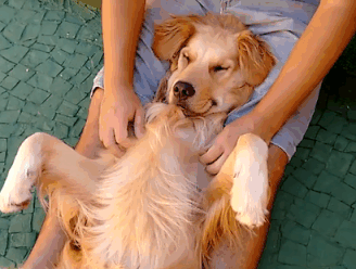 VIRAL3: Golden retriever geniet van meest ontspannende massage ooit