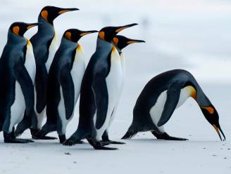 Enorme hoeveelheid lachgas in uitwerpselen van pinguïns doet onderzoekers duizelen