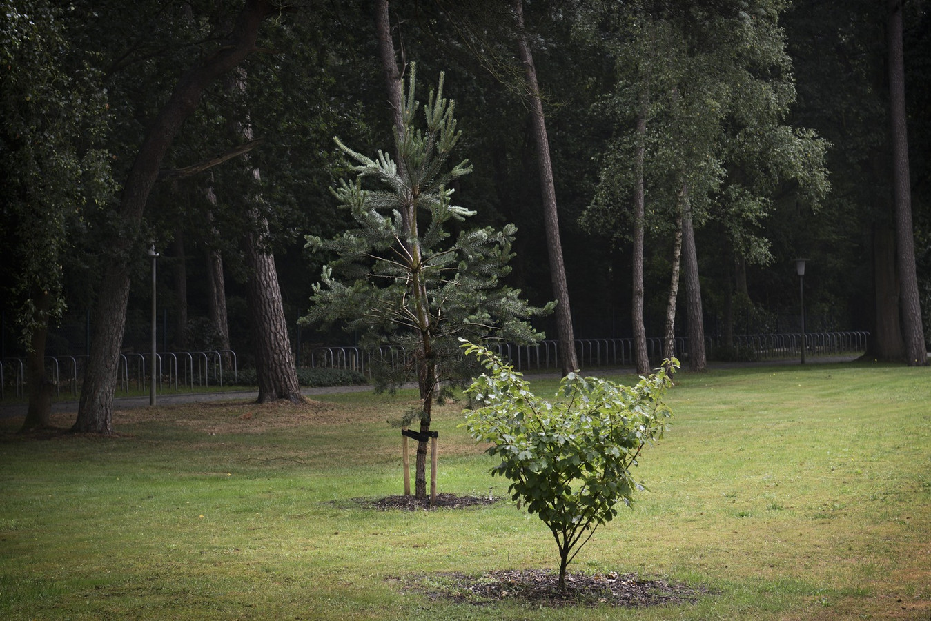 de eerste Verminderen zelfmoord Op deze plekken krijgt het verdriet een plaats | Foto | AD.nl