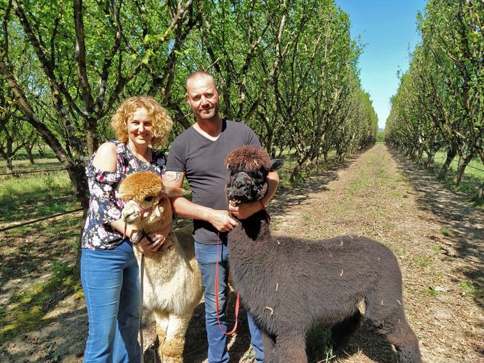 Brigitte en Don met twee van de alpaca's.