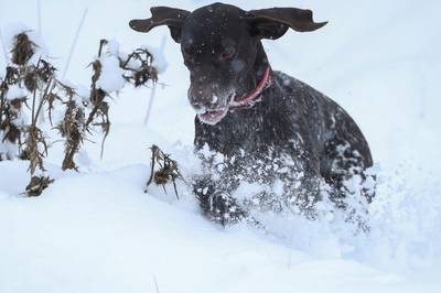 Blaffende honden redden twee slachtoffers van lawine in Zwitserland