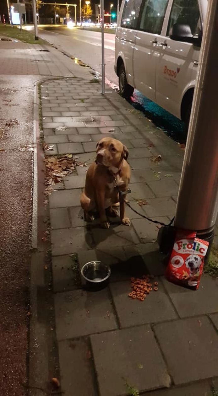 Vastgebonden hond in Tilburg.