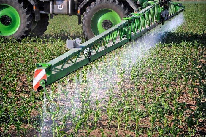 Nederland, Ooijpolder, 25-5-2017
Een loonbedrijf bespuit jonge maisplantjes met een bestrijdingsmiddel tegen ziekten,onkruid of schimmels.
Foto: Flip Franssen/Hollandse Hoogte