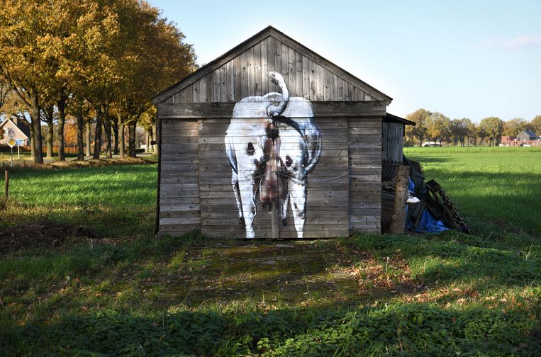 Boerenschuur in het weiland bij het Brabantse Mierlo.  Beeld Marcel van den Bergh / de Volkskrant