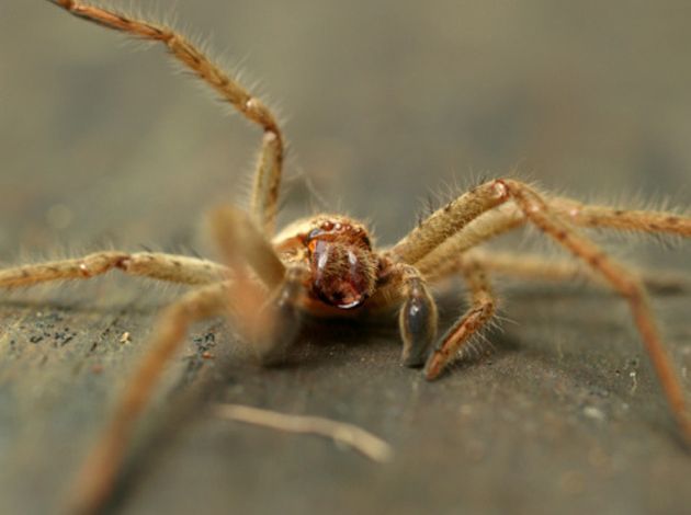 Trois araignées potentiellement mortelles dans un supermarché