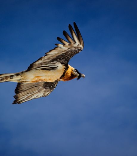 Deze grootste vogel van Europa is afgedwaald en vliegt rondjes boven de Veluwe