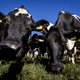 LTO wil koeien maandag binnenhouden uit protest tegen ‘absurde’ stikstofeisen