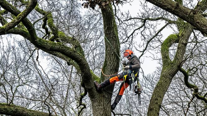 Hoog de boom in met een kettingzaag: wandelaars in Beek kunnen Arnhem weer zien