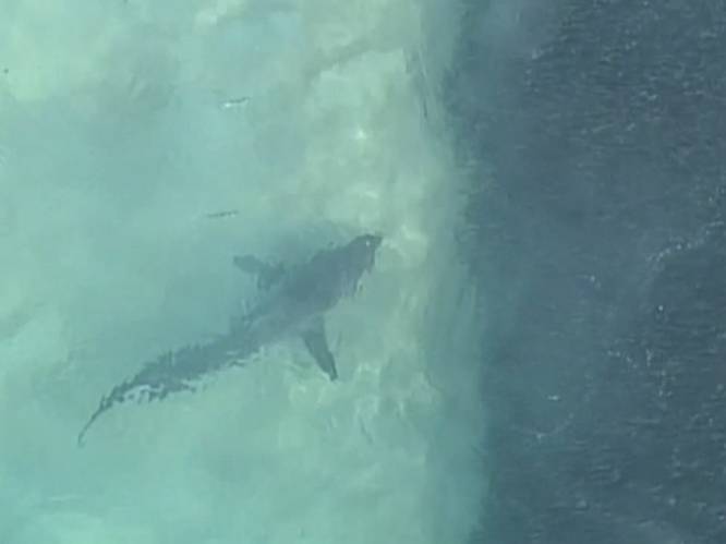 Wanneer je deze luchtbeelden van haaien ziet, begrijp je waarom stranden gesloten werden