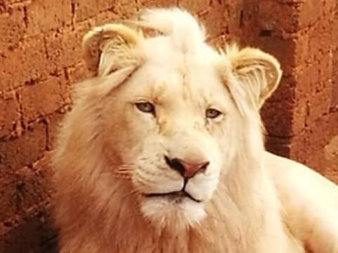 Uiterst zeldzame witte leeuw wordt geveild zodat trofeejagers hem kunnen doodschieten