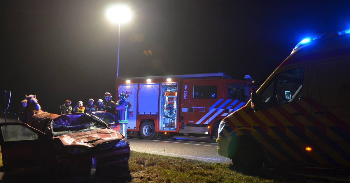 Paard belandt na botsing in achterbak van auto.