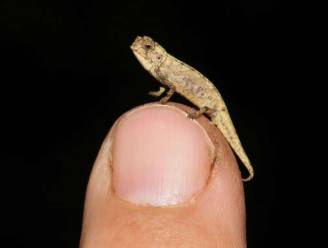 Wetenschappers ontdekken kleinste reptieltje ter wereld en dat kereltje is bijzonder “goed voorzien”