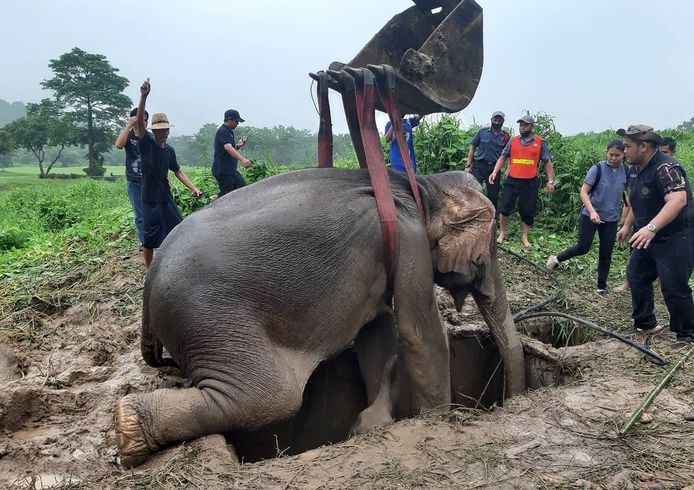 De bewusteloze olifant wordt uit de afvoerput getakeld
