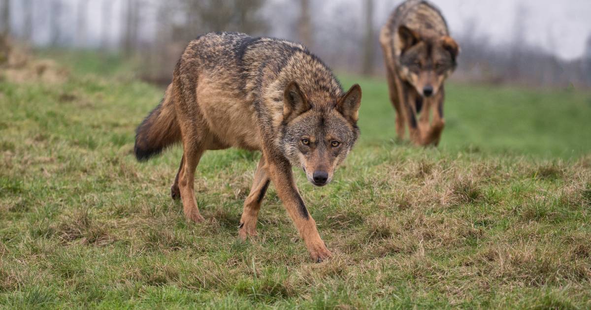 Wolf doodt vermoedelijk voor het eerst in Nederland een koe, drie andere koeien gewond