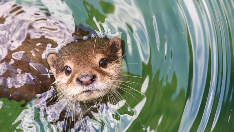 De otter nestelt zich weer in Vlaanderen.