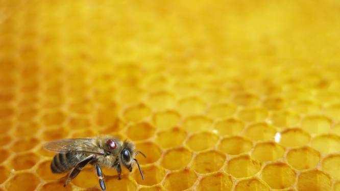 Miljoenen Australische bijen 'in lockdown' door dodelijke parasiet: schade voor honingsector kan oplopen tot 45 miljoen euro per jaar