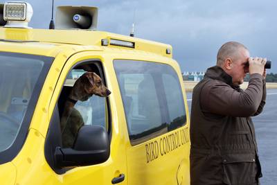 Domme duiven en kiene kraaien: hoe vogelwacht Jeroen zorgt dat dieren en Defensie elkaar niet in de