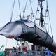 Japan gaat weer op walvisjacht en dat is niet per se erg