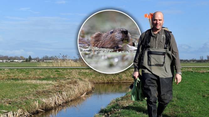 Er worden steeds minder muskusratten gevangen, maar is het gevaar daar ook mee geweken? 
