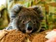 Petitie voor introductie koala's in Nieuw-Zeeland krijgt duizenden handtekeningen