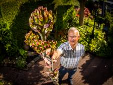 Deze plant bloeit bijna nooit in Nederland, maar wel bij Ben: ‘Duurt soms wel 80 jaar’