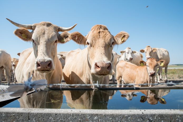 Parasols, platte karren of tenten worden steeds vaker ingezet om schaduw te maken voor dieren | Zeeuws nieuws