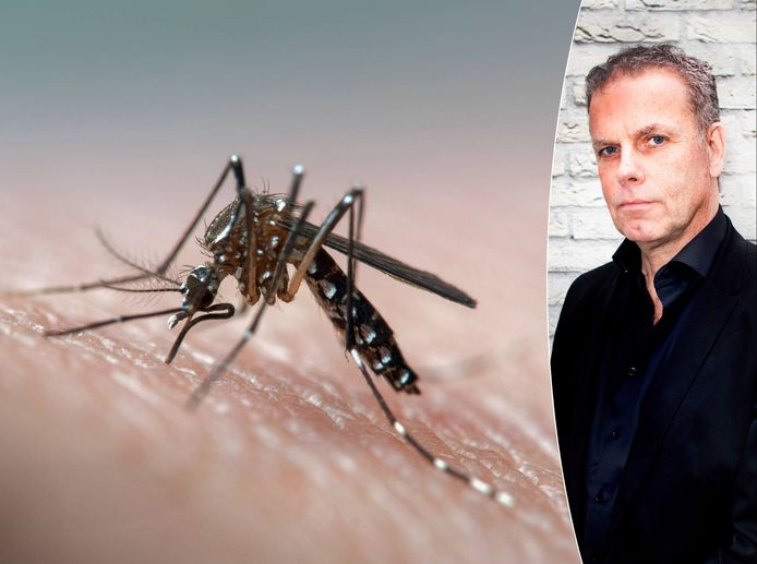 Dengue wordt, net als malaria, overgedragen door muggen.