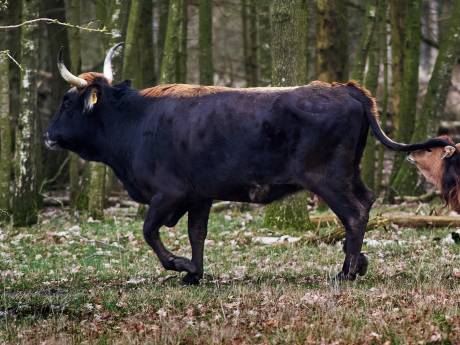 ‘Grazelands’ is nieuwe naam van stichting achter tauros, het teruggefokte oerrund 