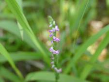 Une nouvelle espèce d'orchidée ressemblant à du verre découverte au Japon