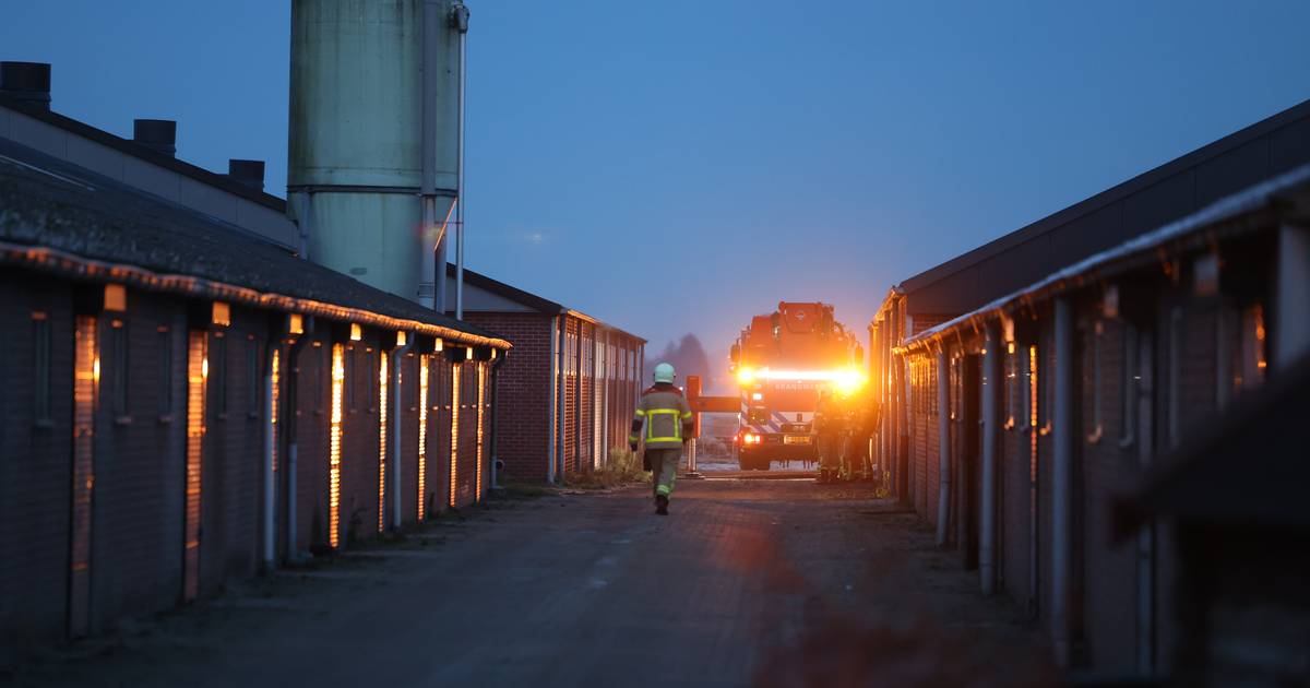 Brand in veeschuur bij Kamperveen loopt met sisser af