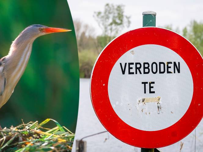 Triatlon in Hamme wordt duatlon omdat beschermde vogelsoorten en bever er zich willen voortplanten