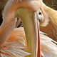 Mogelijk drie daders achter inbraak pelikanenverblijf Artis