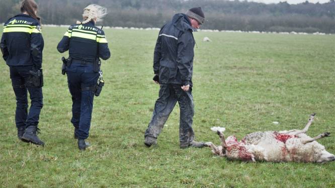 Na vierde slachting onder zijn schapen houdt Serge het voor gezien: ‘Ik zie niet hoe wolf gestopt kan worden’