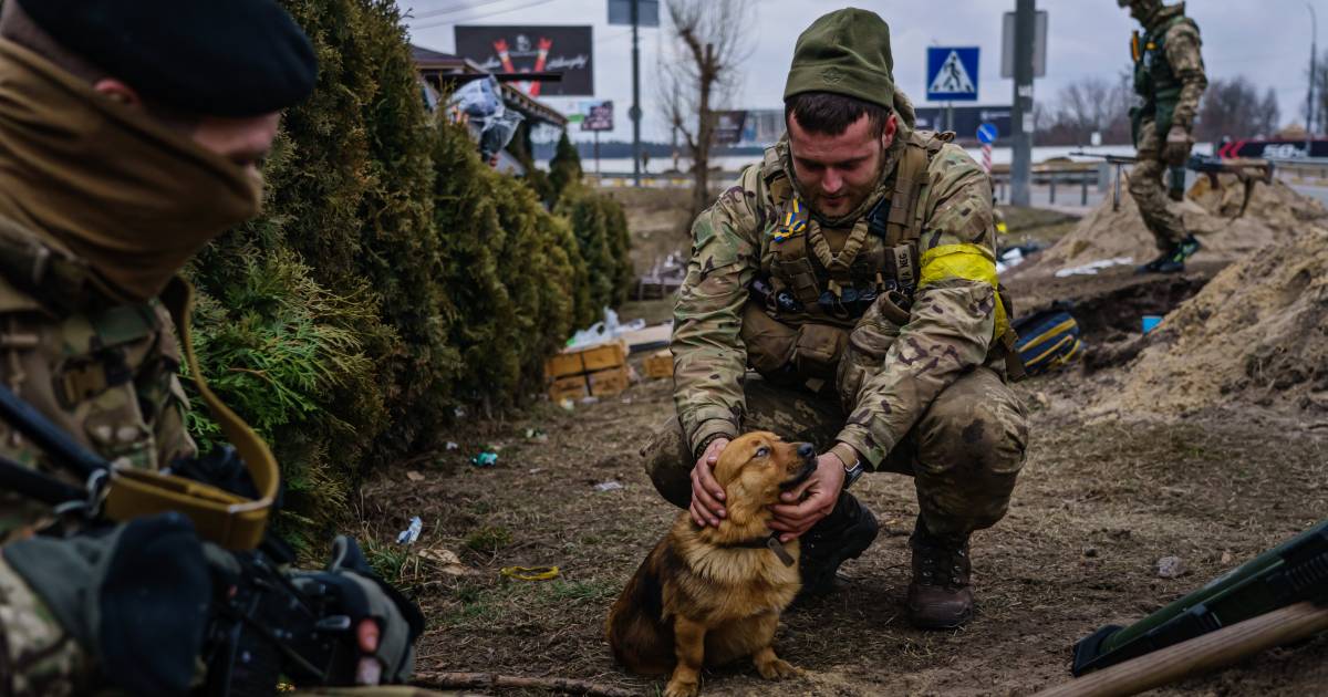 Legge atroce in Russia: “Uso ucraino di cani come attentatori suicidi” |  All’estero