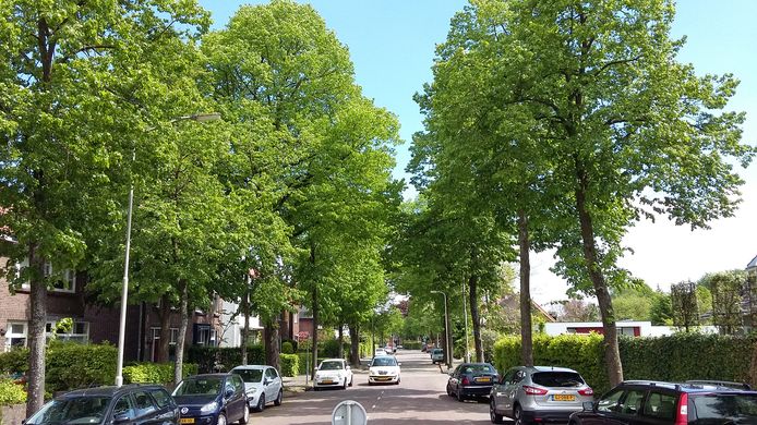 Bewoners proberen de kap van 133 lindebomen aan de Bavelselaan tegen te houden.